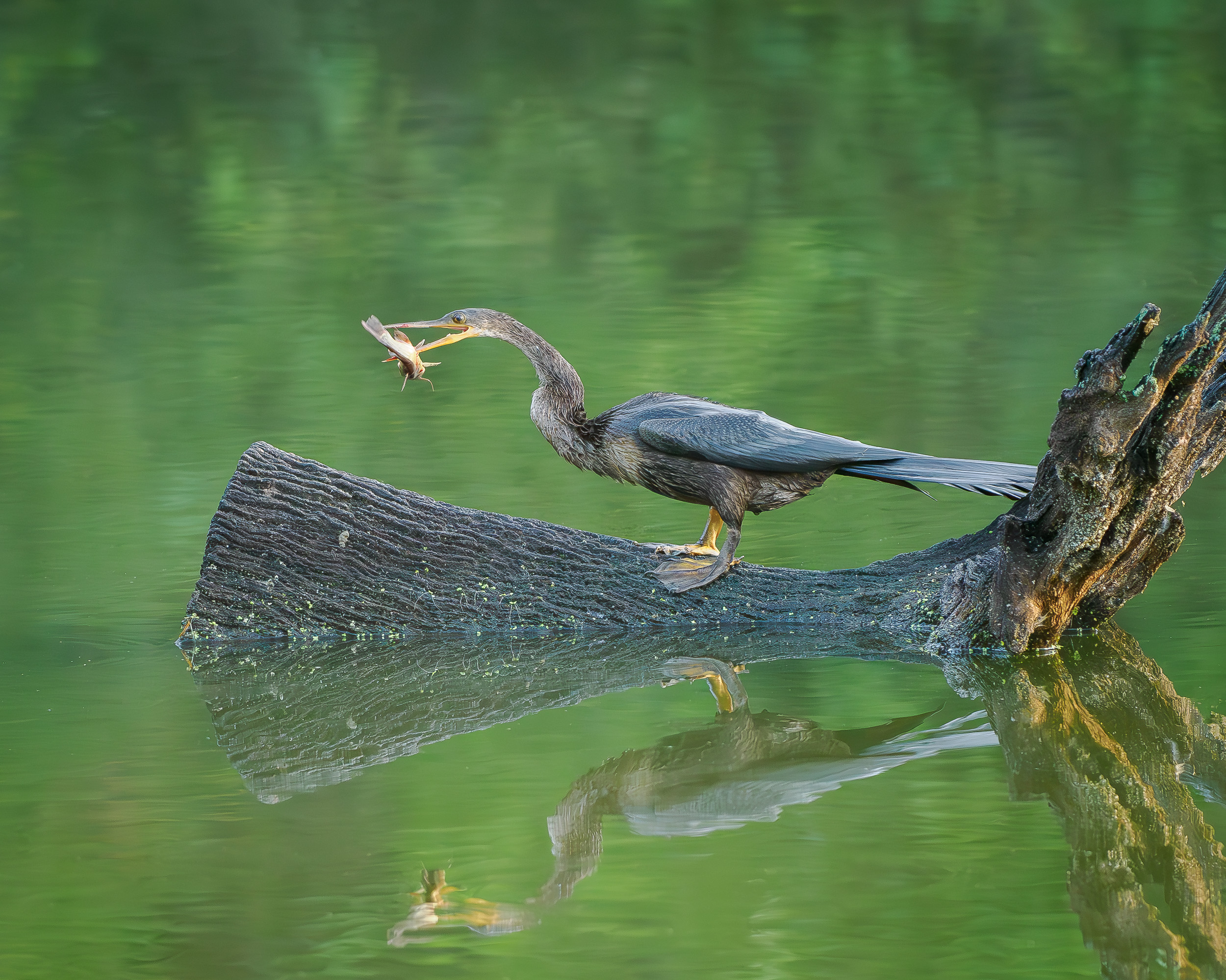 Cormorant at Harris Neck National Wildlife Refuge