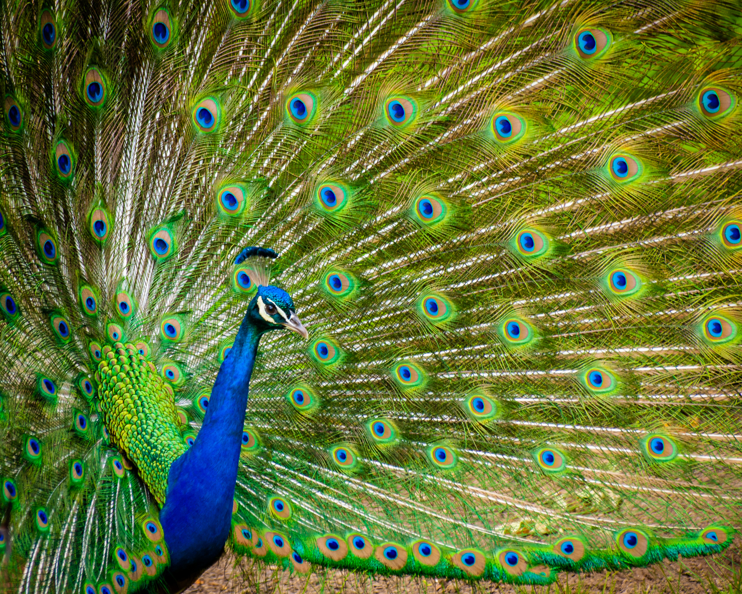 Peacock at the Cincinnati Zoo