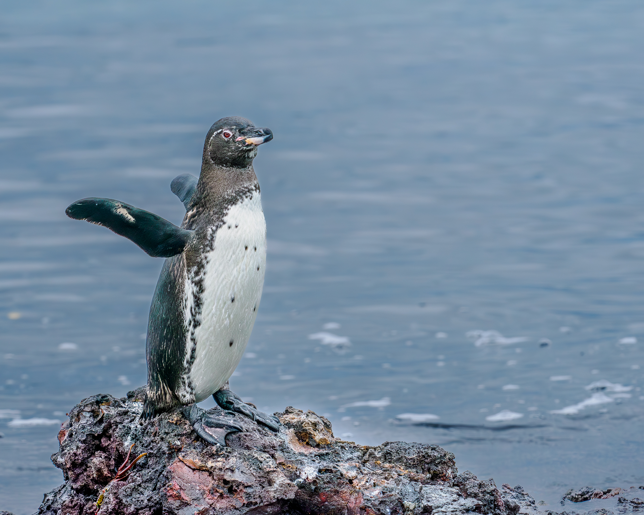 Penguin in the Galapagos Islands