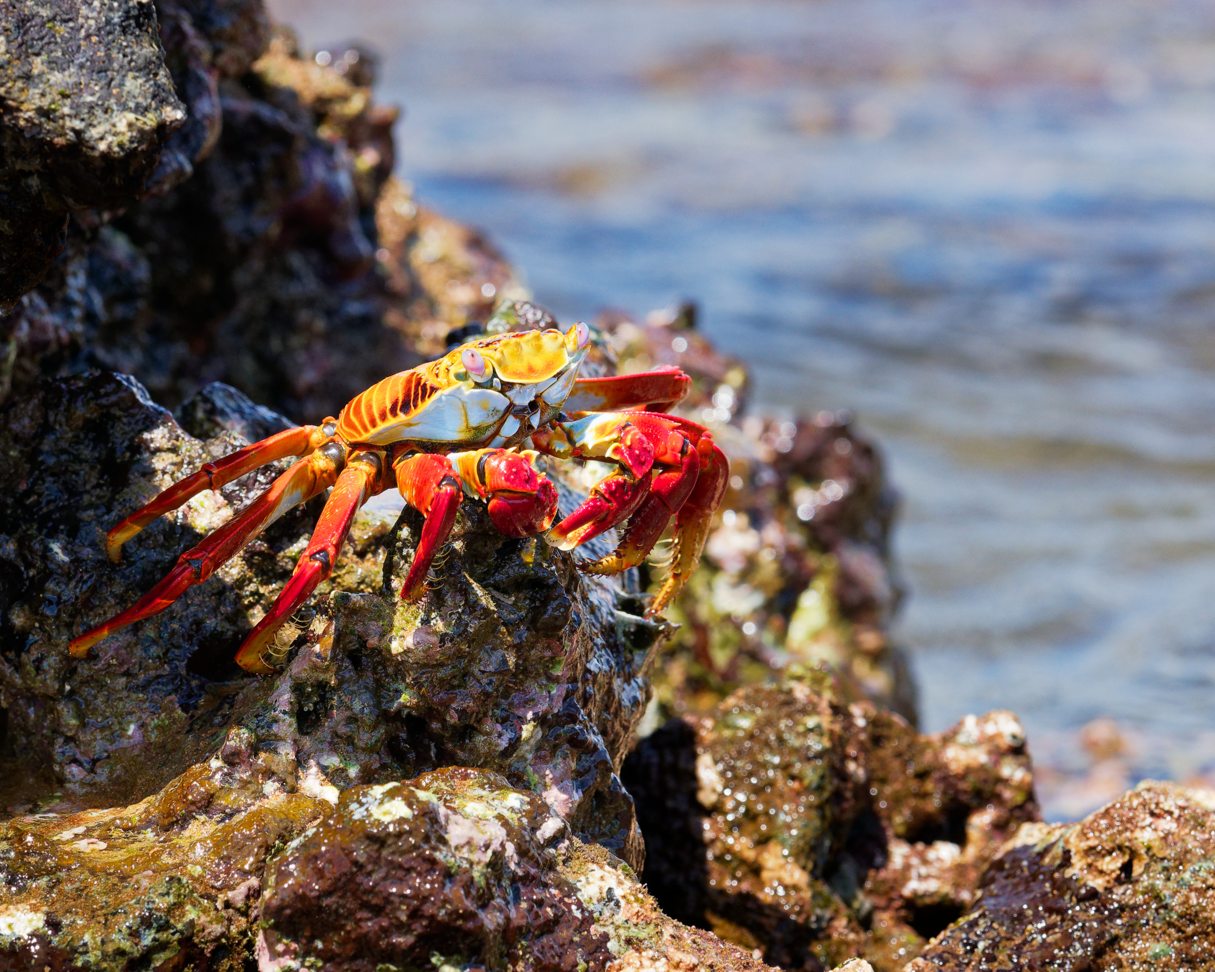 Sally Lightfoot Crab on the Galapagos Islands