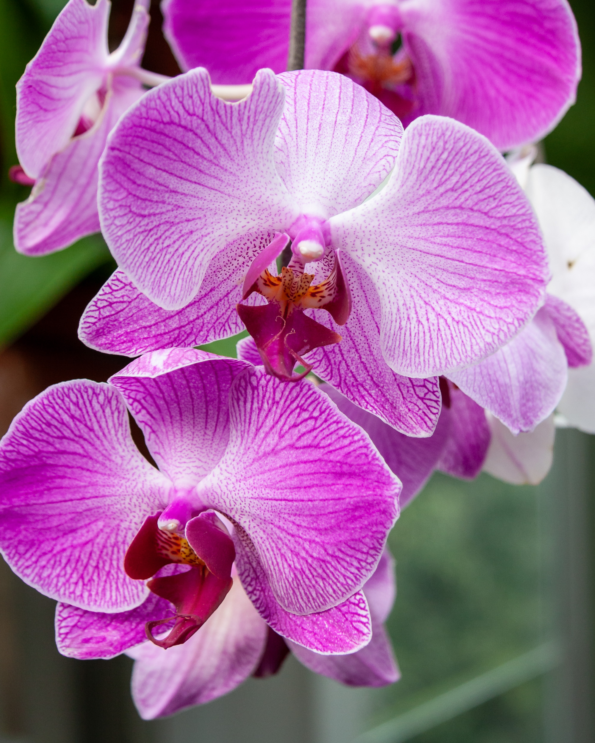 Pink Twilight Orchids at the Krohn Conservatory