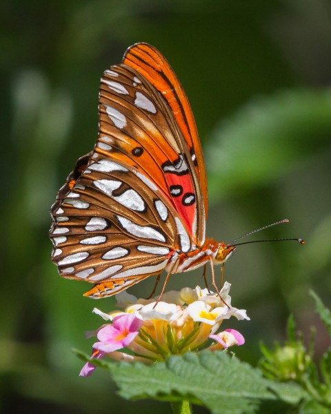Gulf Fritillary Butterfly