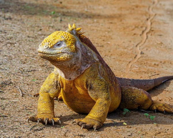 Land Iguana in the Galapagos Islands