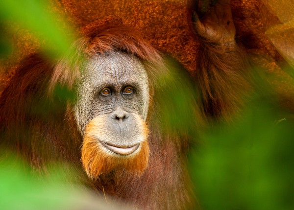 Orangutan at the Cincinnati Zoo