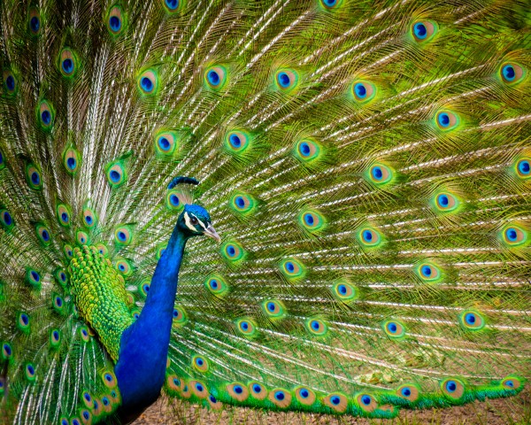 Peacock at the Cincinnati Zoo