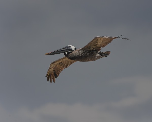 Pelican at Oak Island, NC