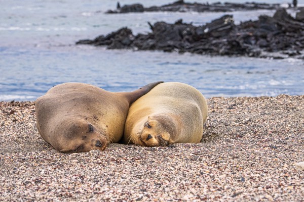 Sea Lions in the Galapagos Islands