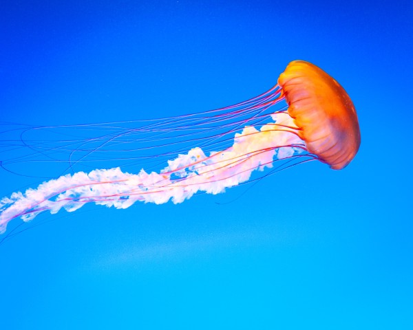 Sea Nettle at the Georgia Aquarium